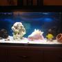 30 gallons saltwater fish tank (mostly fish, little/no live coral) - 30 gallon marine