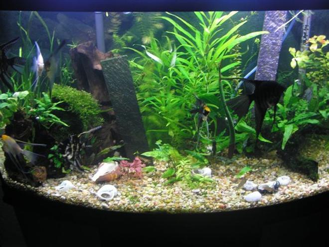 46 gallons freshwater fish tank (mostly fish and non-living decorations) - Another view of the angelfish tank.