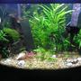 46 gallons freshwater fish tank (mostly fish and non-living decorations) - Another view of the angelfish tank.