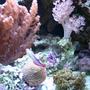 corals inverts - scleronephthya sp. - flower tree coral stocking in 34 gallons tank - more pics