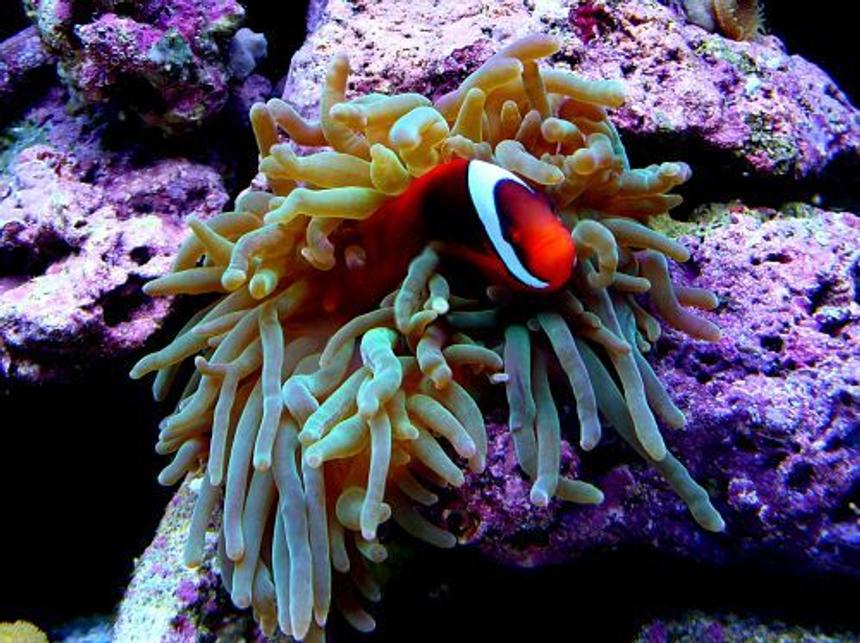 Rated #26: Corals Inverts - Entacmaea Quadricolor - Anemone Stocking In 15 Gallons Tank - bta with hosting tomato clown