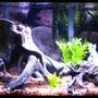 10 gallons freshwater fish tank (mostly fish and non-living decorations) - 10 gallon tank