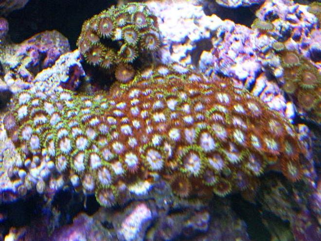 corals inverts - zoanthus sp. - colony polyp stocking in 24 gallons tank - bright mixed zoo rock