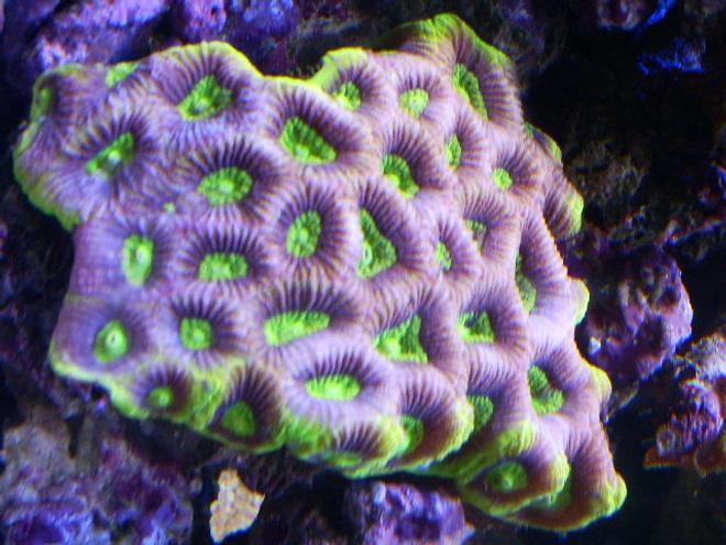 corals inverts - favites sp. - prisim favia colony stocking in 24 gallons tank - blue/purple green eye favia brain