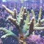 corals inverts - acropora sp. - green bali slimer stocking in 24 gallons tank - Green Acro with blue/purple tips