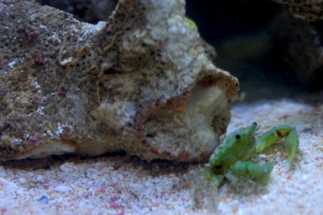 corals inverts - mithrax sculptus - emerald crab stocking in 26 gallons tank - Emerald crab