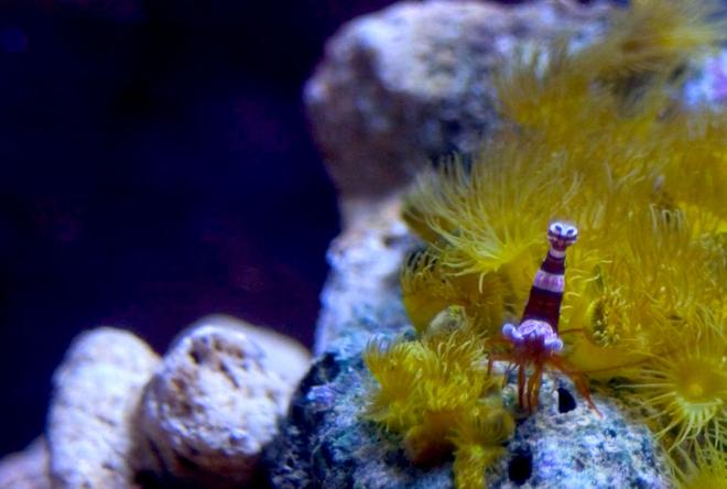 corals inverts - undescribed zoanthid - colony polyp, yellow stocking in 26 gallons tank - Sexy shrimp on golden polyps.