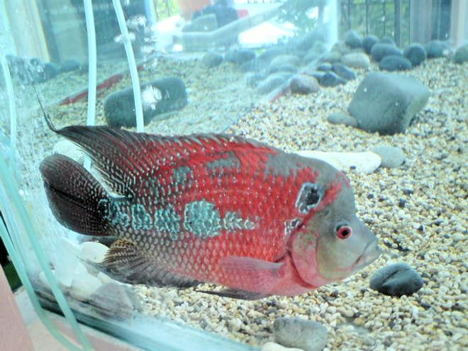 freshwater fish - cichlasoma sp. - flower horn cichlid stocking in 5 gallons tank - biter my flower horn