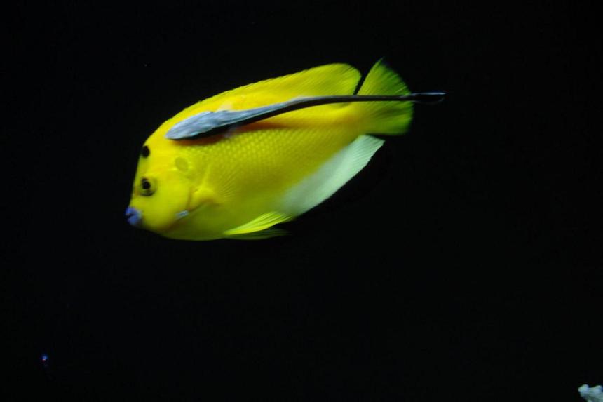 Rated #50: Saltwater Fish - Apolemichthys Trimaculatus - Flagfin Angelfish Stocking In 300 Gallons Tank - Flagfin and Sucker