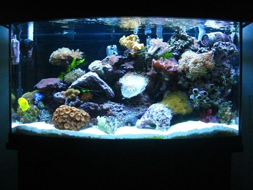 Rated #15: 46 Gallons Reef Tank - Updated picture of my 46 gallon bow front tank. I've added new lighting, (6 T5's) with canopy, and a 1/13 HP Mighty Pro Chiller. I put in some new corals also! I added 1 Chilli Coral, Green Mushrooms, Electric Green Frogspawn, Radioactive Zoanthids, Cup Coral, Pagoda and a Derasa Clam.