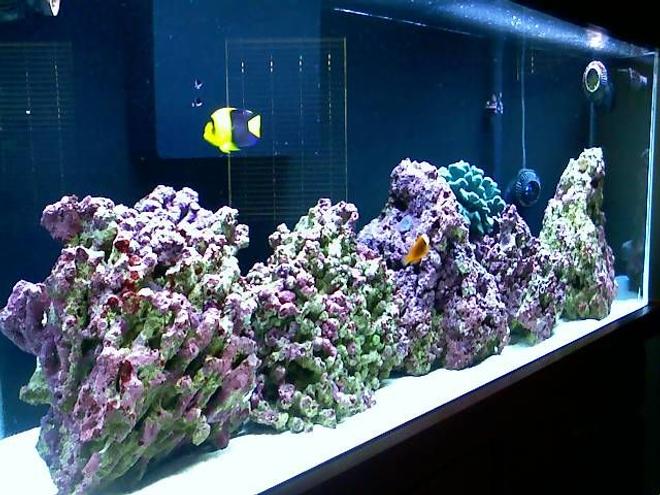 55 gallons saltwater fish tank (mostly fish, little/no live coral) - 55g FOWLR
