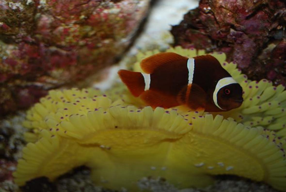 corals inverts - heteractis crispa - sebae anemone stocking in 58 gallons tank - maroon clown on purple tipped sebae anenome