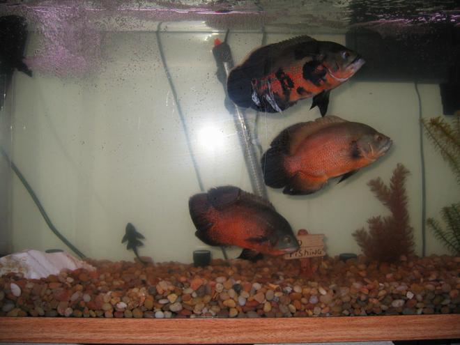 freshwater fish - astronotus ocellatus - red oscar stocking in 75 gallons tank - three amigos; jack sparrow on top