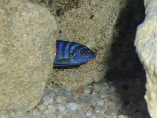 freshwater fish - pseudotropheus saulosi - saulos's mbuna stocking in 50 gallons tank - Pseudotropheus Salousi PLEASE COMMENT IF ID IS WRONG