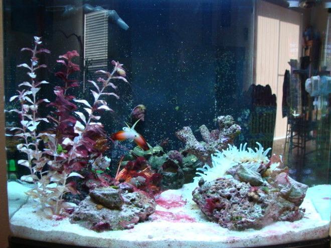 saltwater fish - nemateleotris magnifica - firefish stocking in 75 gallons tank - aqua pod