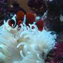 corals inverts - condylactis gigantea - condy anemone stocking in 75 gallons tank - mine