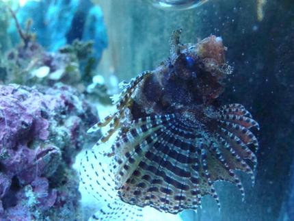 saltwater fish - dendrochirus brachypterus - fuzzy dwarf lionfish stocking in 75 gallons tank - fuzzy dwarf