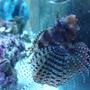 saltwater fish - dendrochirus brachypterus - fuzzy dwarf lionfish stocking in 75 gallons tank - fuzzy dwarf