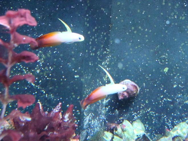 saltwater fish - nemateleotris magnifica - firefish stocking in 75 gallons tank - fire fish pair