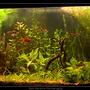 50 gallons planted tank (mostly live plants and fish) - My planted community tank.. Juwel Rio 180 2 TL lights with reflectors No CO2 installation Weekly dosage of Easylife Profito and Ferro Daily dosage of Easylife Easycarbo Thats all.. Fish kept: - 3x Apistogramma Cacatuoides Double Red - 4 Xiphophorus Maculatus - 10 Rasbora Heteromorpha - 3x Panghio Kuhli - 1x L201 catfish - 8x Japonica Shrimp