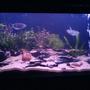 60 gallons planted tank (mostly live plants and fish) - Ok I just took this pic will give a better one when I have a better cam