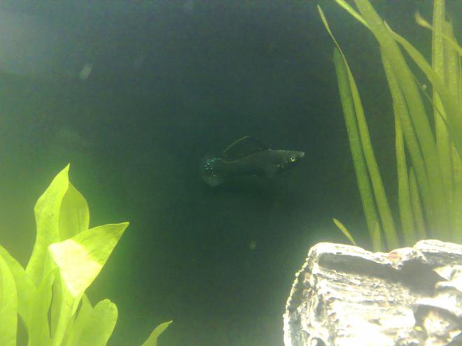 freshwater fish - poecilia latipinna - black molly stocking in 100 gallons tank - Black Molly fish (male)