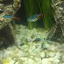 freshwater fish - paracheirodon innesi - neon tetra jumbo stocking in 100 gallons tank - Neon tetra