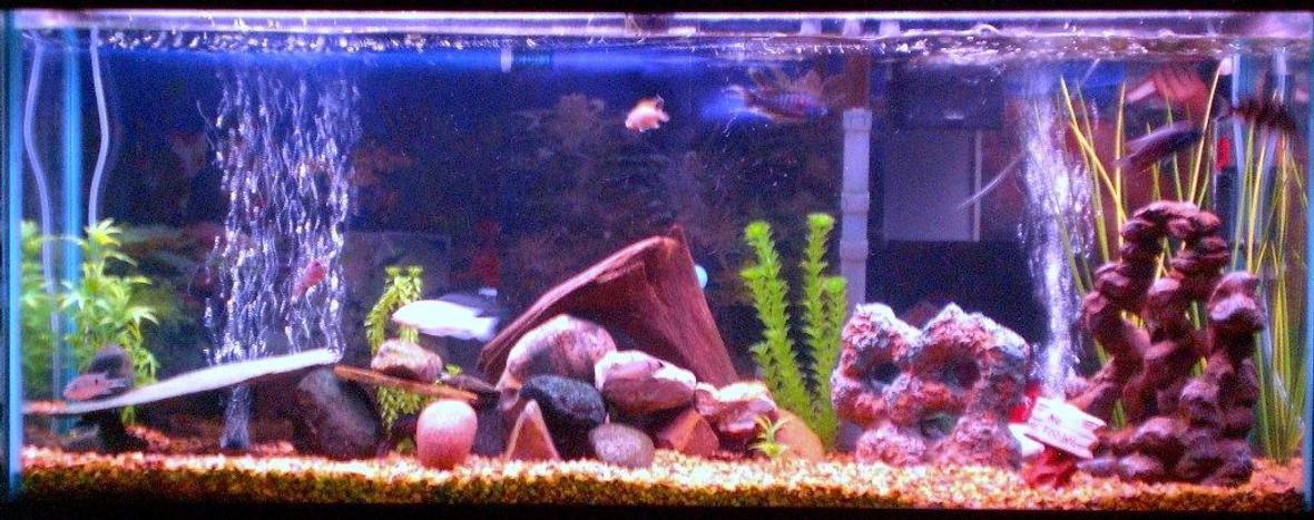 55 gallons freshwater fish tank (mostly fish and non-living decorations) - 55 gallon Freshwater Tank. Assorted African Cichlids.