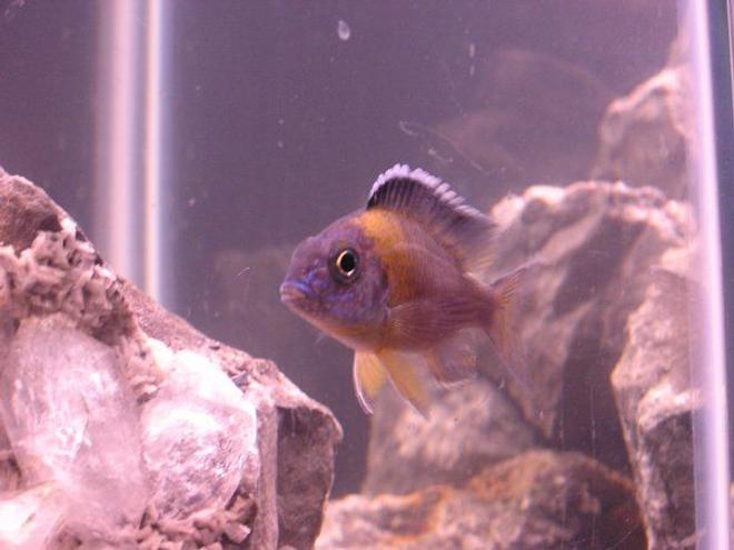 freshwater fish stocking in 60 gallons tank - AulonocaRA stuartgranti "galleriya reef"