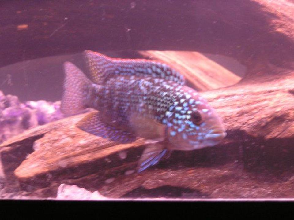 freshwater fish - nandopsis octofasciatum - jack dempsey stocking in 60 gallons tank - jack d