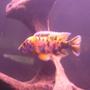 freshwater fish - aulonocara nyassae var. - peacock cichlid, orange blossom stocking in 60 gallons tank - OB