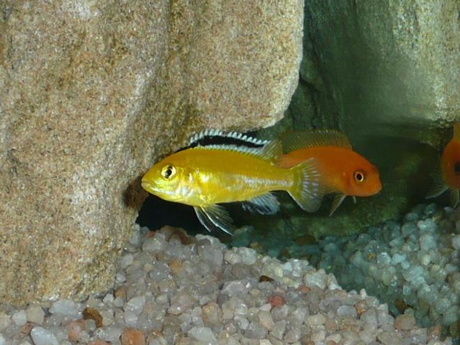 freshwater fish - labidochromis caeruleus - electric yellow cichlid stocking in 50 gallons tank - Front "Electric Yellow" Rear "Red Zebra"