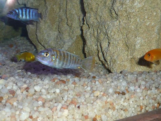 freshwater fish - pseudotropheus saulosi - saulos's mbuna stocking in 50 gallons tank - The Group Top Pseudotropheus Saulosi Bottom Left Libidochromis Caereus "Electric Yellow" Middle Pseudotrpopheus "Mbengi Blue" OR (Not Sure) Haplichromis obliquedens "Red Tail" Right Metriaclima Estererae "Red Zebra
PLEASE COMMENT IF ID IS WRONG