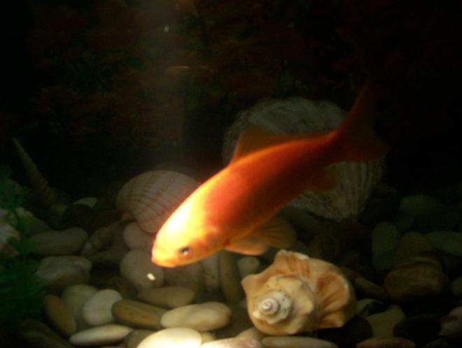 freshwater fish - carassius auratus - goldfish stocking in 30 gallons tank - this is one of my goldfish thats actually gold