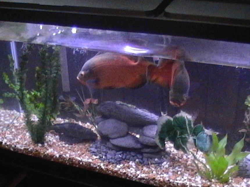 Rated #102: Freshwater Fish - Astronotus Ocellatus - Red Oscar Stocking In 55 Gallons Tank - 2 oscars one has passed on to the big tank in the sky