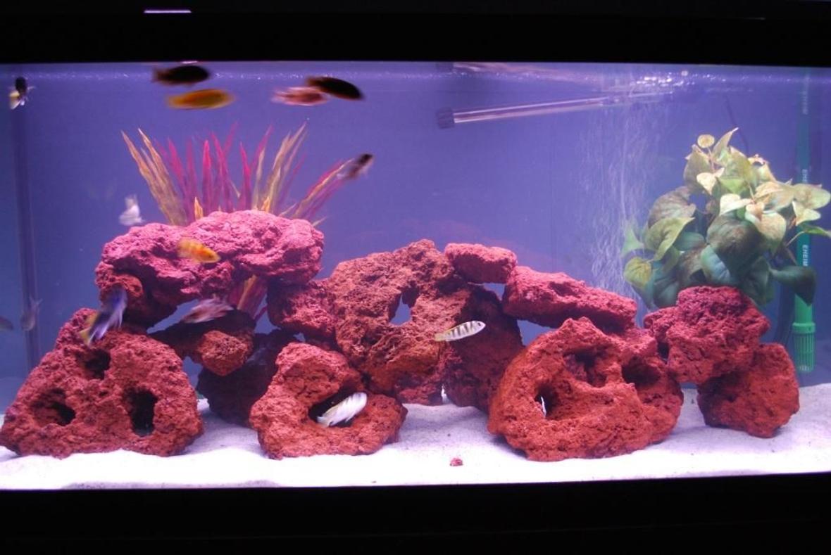 75 gallons freshwater fish tank (mostly fish and non-living decorations) - 3 Labidochromis Caeruleus, 3 Pseudotropheous Acei, 1 Labidochromis Perlmutt, 2 Aulonocara sp. Lwanda, 3 Aulonocara OB, 3 Iodotropheus Sperengerae, 3 Synodontis Eurpterus.
