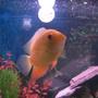 freshwater fish - heros serverus - gold severum stocking in 60 gallons tank - Gold Severum (Brian)