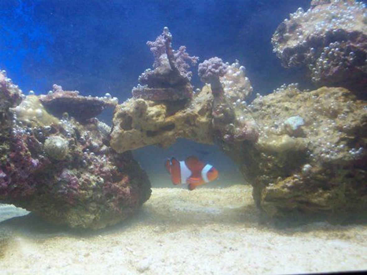 saltwater fish - amphiprion percula - true percula clownfish stocking in 20 gallons tank - alage problem