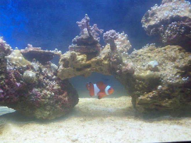 saltwater fish - amphiprion percula - true percula clownfish stocking in 20 gallons tank - alage problem