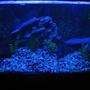 fish tank picture - ***New Night Lamp Project!!!***My 60 gallon tank. Home to 1 Red Oscar(Rosie), 1 Gold Severum(Brian), 1 Convict(Fifi) and 3 Silver Dollars(Clay, Jax and Obie-SoA)
