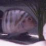 freshwater fish - archocentrus nigrofasciatus - black convict cichlid stocking in 55 gallons tank - adult convict zeus in his cave