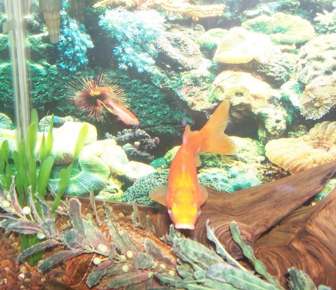 freshwater fish - carassius auratus - goldfish stocking in 75 gallons tank - This is my 75 gallon freshwater tank with my most mature male goldfish. He is 6 years old and about 7 inches. In the back you will see my pink glofish. He looks like a guppy in this pic but that is the background.