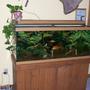 75 gallons freshwater fish tank (mostly fish and non-living decorations) - frontal view of my 75 gal. aquarium in my room.