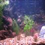 fish tank picture - 20 gallon community tank