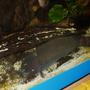 freshwater fish - malapterurus electricus - electric catfish stocking in 230 gallons tank - 12 " electric cat