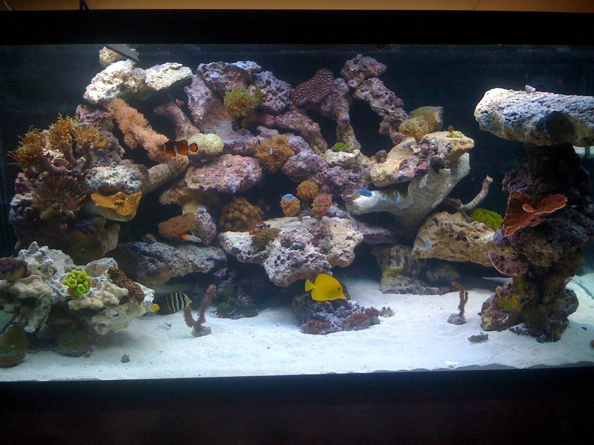 120 gallons reef tank (mostly live coral and fish) - 120 gal as of 11/20/08