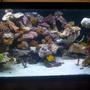120 gallons reef tank (mostly live coral and fish) - 120 gal as of 11/20/08