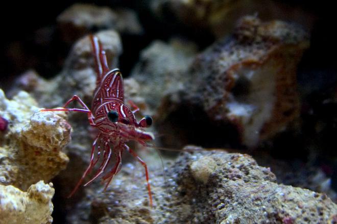 corals inverts - rhynchocinetes durbanensis - camel shrimp stocking in 26 gallons tank - Camel shrimp in my 3 gallon nano.