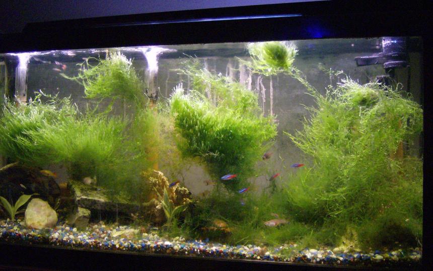 Rated #207: 44 Gallons Planted Tank - New Community Live plant shot, working on it, will get better.
