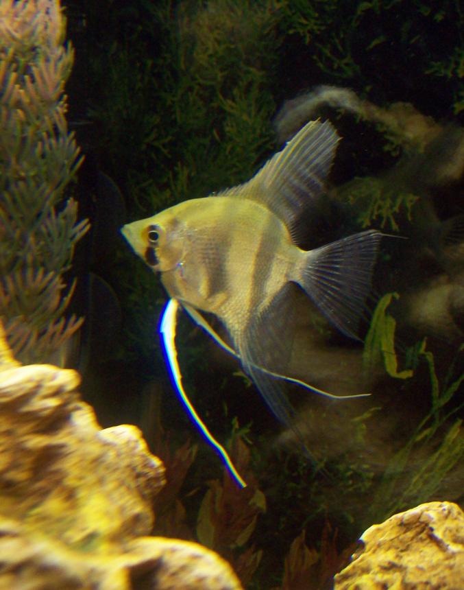 freshwater fish - pterophyllum sp. - silver zebra angel stocking in 55 gallons tank - one of my angels